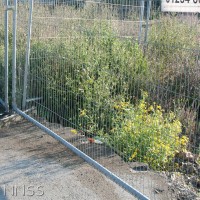 Oxford Ragwort